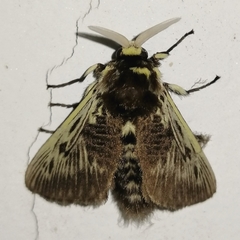 Megalopyge albicollis