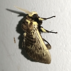 Megalopyge albicollis