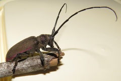 Ceroplesis ferrugator