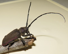 Ceroplesis ferrugator