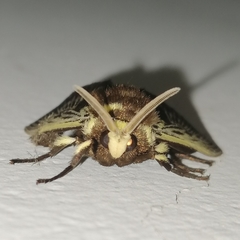 Megalopyge albicollis