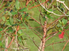 Andesanthus lepidotus