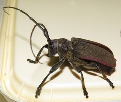 Ceroplesis ferrugator