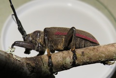 Ceroplesis ferrugator