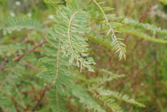 Eudiagogus episcopalis