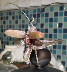 Ceroplesis ferrugator