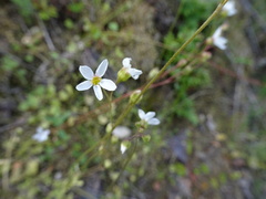 Lithophragma cymbalaria
