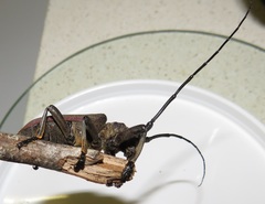 Ceroplesis ferrugator