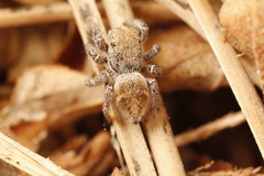 Habronattus festus
