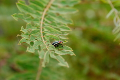 Eudiagogus episcopalis