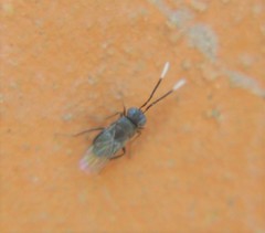 Anagyrus