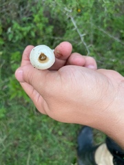Phallus granulosodenticulatus