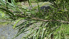 Carmichaelia odorata