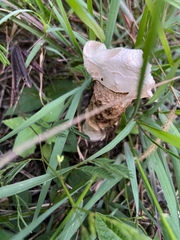 Phallus granulosodenticulatus