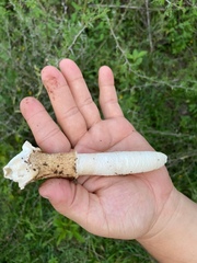 Phallus granulosodenticulatus