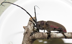 Ceroplesis ferrugator