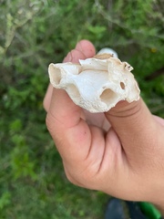 Phallus granulosodenticulatus
