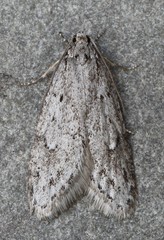 Semioscopis megamicrella
