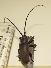 Ceroplesis ferrugator