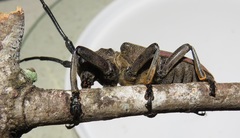 Ceroplesis ferrugator