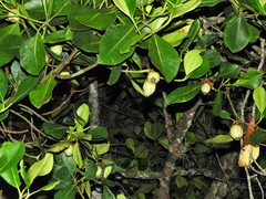 Clusia multiflora