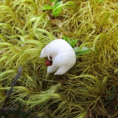 Gaultheria macrostigma