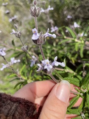 Salvia brandegeei