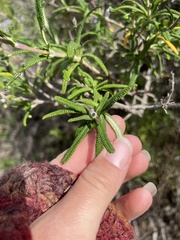 Salvia brandegeei