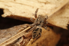 Habronattus festus