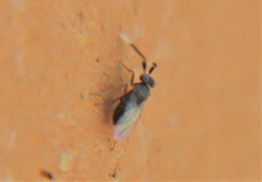 Anagyrus
