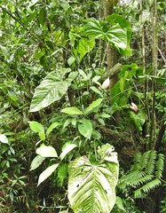 Philodendron sagittifolium