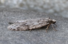 Semioscopis megamicrella