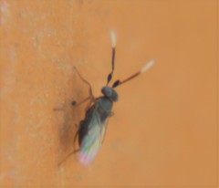 Anagyrus
