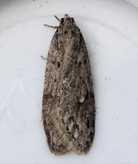 Semioscopis megamicrella