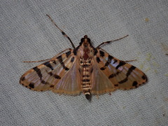 Conchylodes