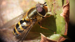 Syrphus torvus
