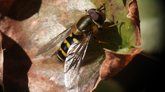 Syrphus torvus
