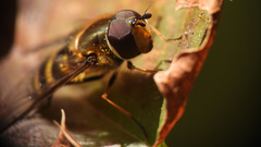 Syrphus torvus