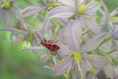 Pelonides quadrinotata