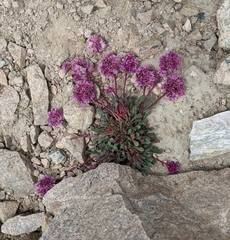 Calyptridium monospermum