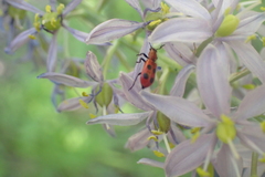 Pelonides quadrinotata
