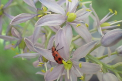 Pelonides quadrinotata