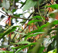 Psittacanthus krameri