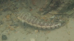 Parapercis stricticeps