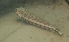 Parapercis stricticeps