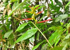 Heliconia cordata
