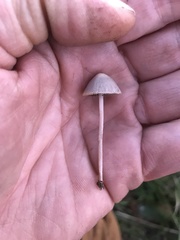Psathyrella microrhiza