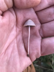 Psathyrella microrhiza