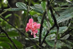 Cavendishia adenophora