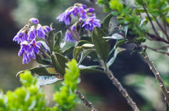 Solanum stenophyllum